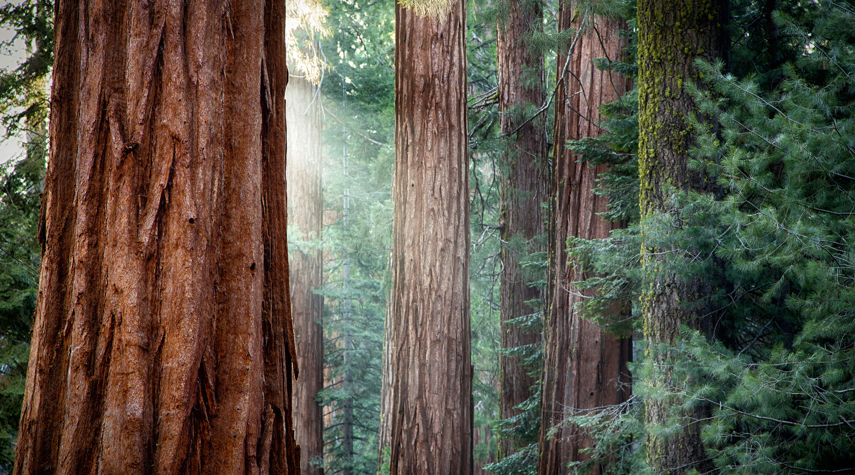 Woods, contact, energy.